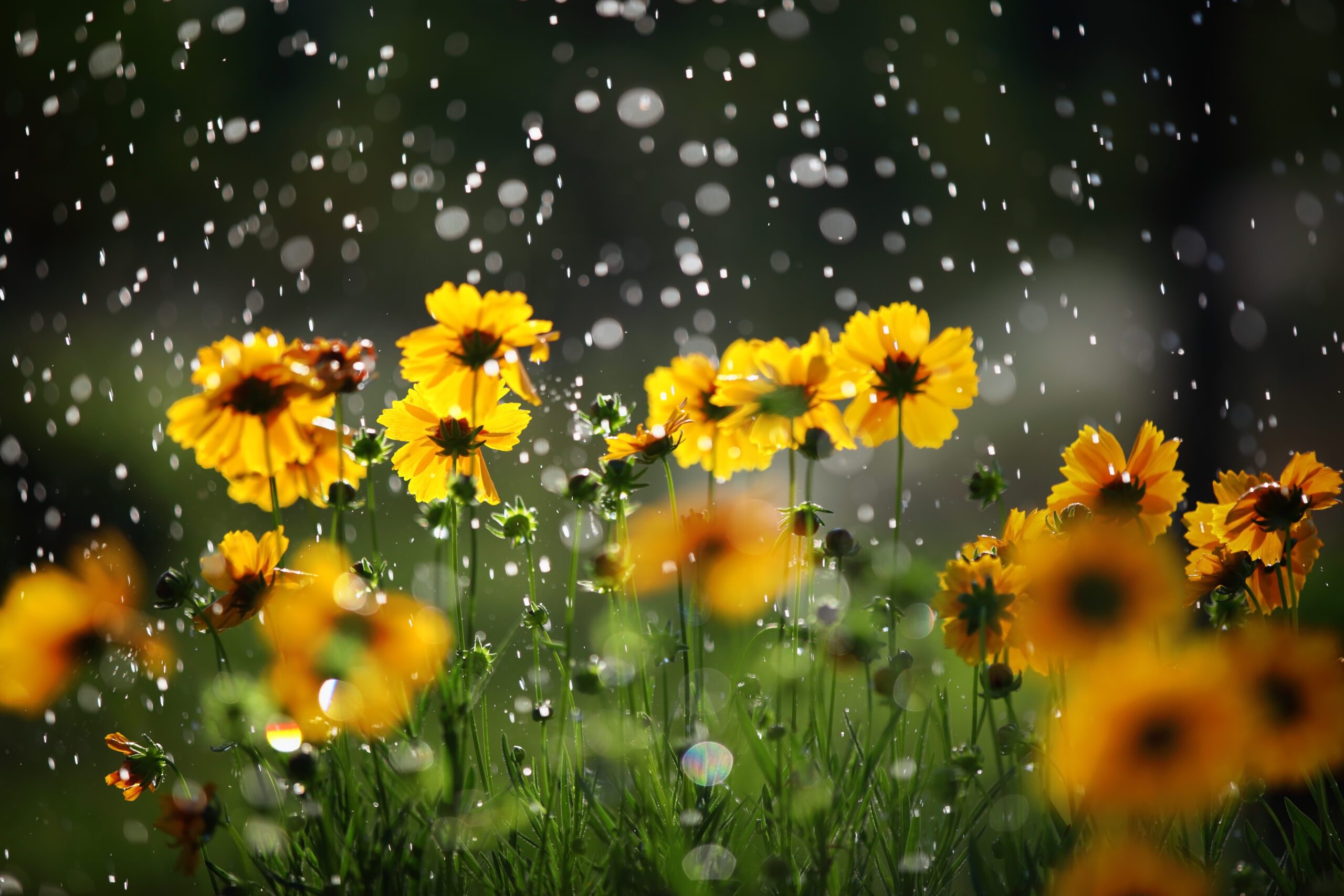 4 Uses Of Rainwater For Your Garden